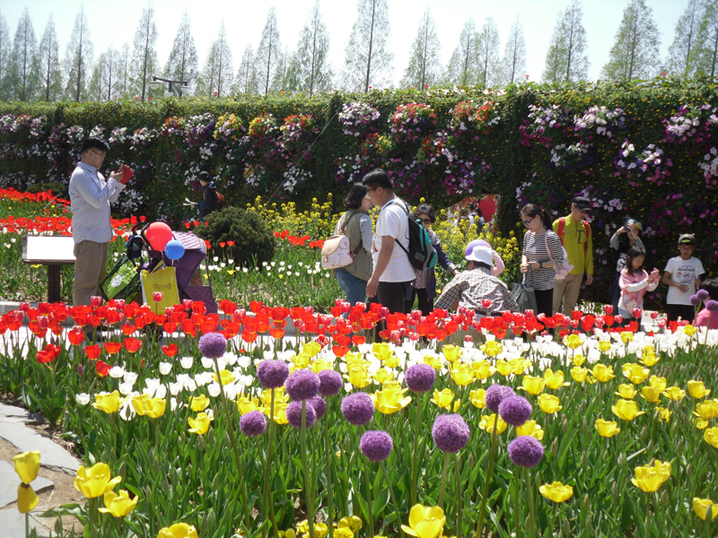 봄꽃축제는 아직 끝나지 않았다, 2015 고양국제꽃박람회 이미지