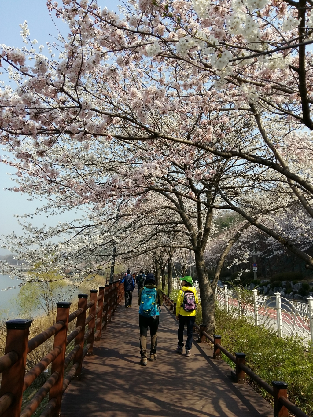 광교마루길의 끝없이 펼쳐진 벚꽃길
