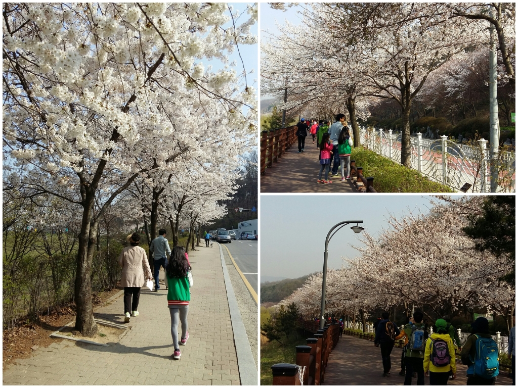 꿈기자의 가족, 등산객들이 아름다운 벚꽃을 구경하고 있다.