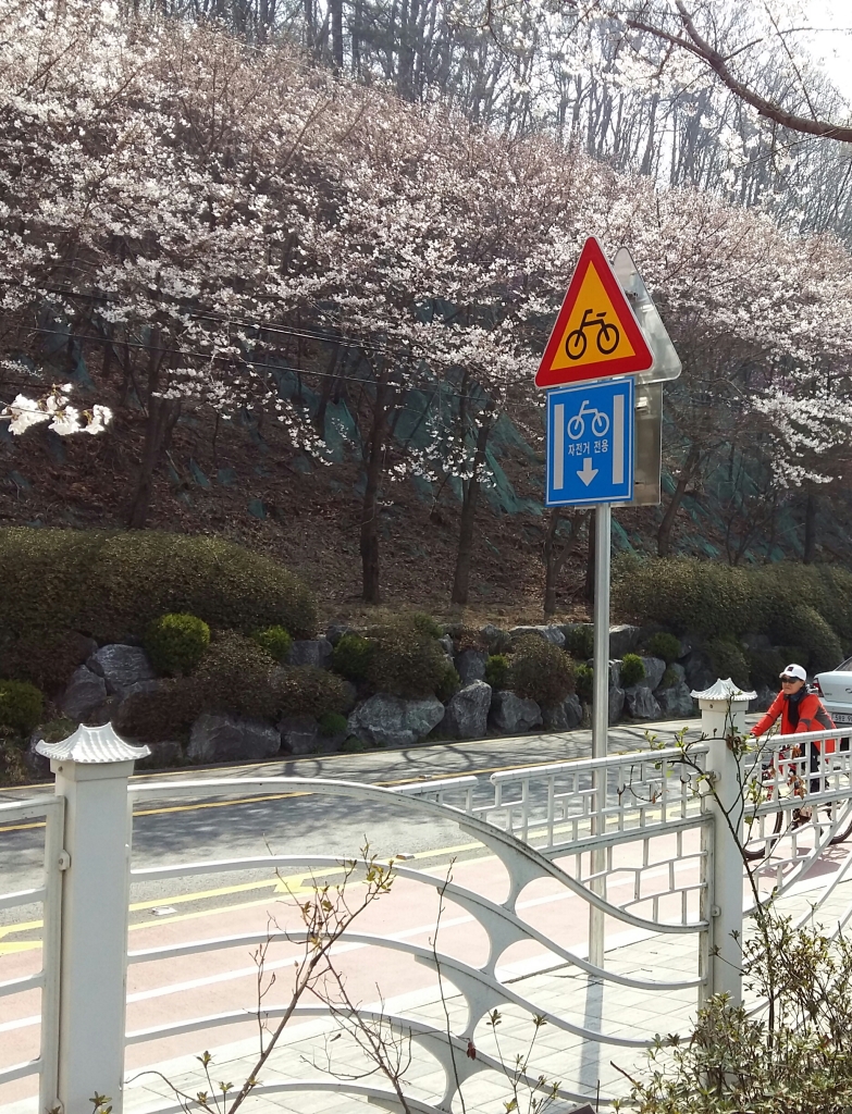 자전거전용도로로 자전거를 타며 벚꽃을 관람하고 있다.