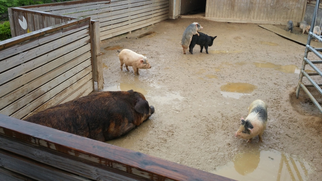 엄마 돼지와 아기 돼지들의 모습