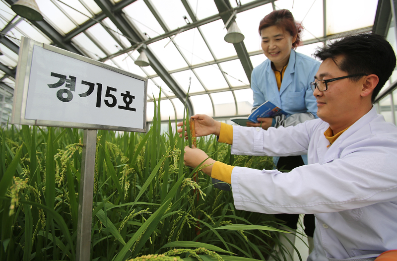 道 농기원 개발 쌀 가공품, 부산국제식품대전서 첫선 이미지