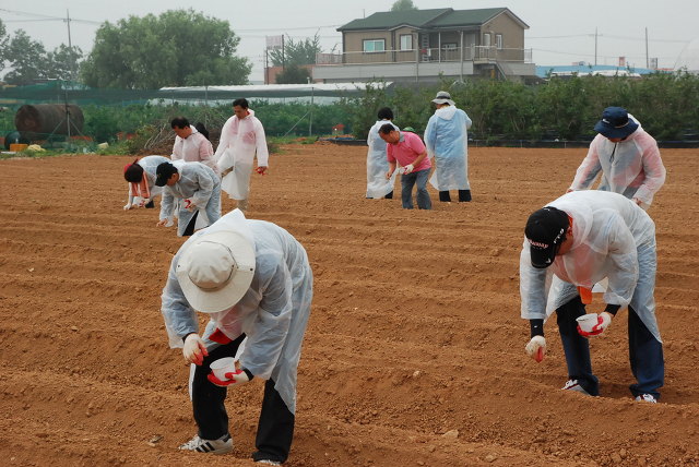박수영 행정1부지사, 경기도 공무원들과 평택 농가 일손 도와