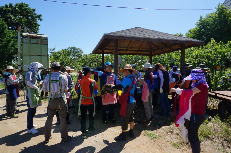 자원봉사자들이 모자를 쓰고 앞치마를 입으며 배 포장봉투 씌우기 작업을 준비를 하고 있다.