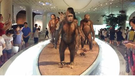 전곡선사박물관에 전시된 인간의 진화과정 