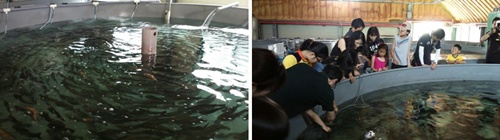 철갑상어 연구동에서 어린 철갑상어부터 어른이 된 철갑상어를 볼 수 있다.