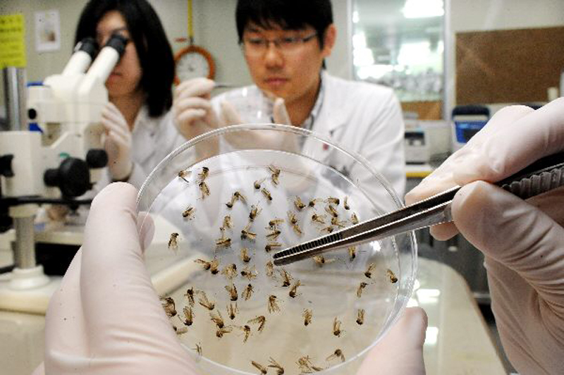 경기도보건환경연구원은 일본뇌염 유행예측 조사 결과, 8월 첫 주에 채집된 모기 중 일본뇌염 매개모기인 작은빨간집모기를 확인했다고 도민들의 주의를 당부했다.