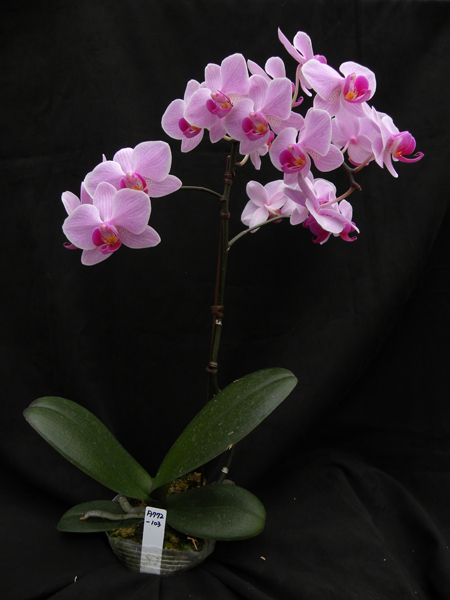 ‘베이비핑크’ 신품종은 2010년 국립종자원에 품종등록된 것으로, 분홍색 꽃잎과 꽃 중앙이 적자주색을 띠고 있어 관상가치가 높다.