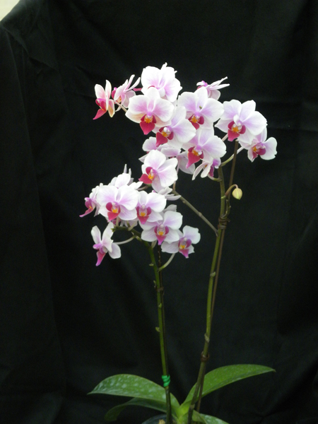 경기도농업기술원이 개발한 호접란 신품종 ‘큐티’는 2012년 육성한 것으로, 흰색의 꽃과 분홍색 농담(그러데이션)이 아름답고 꽃잎이 두터워 개화기간이 길다.