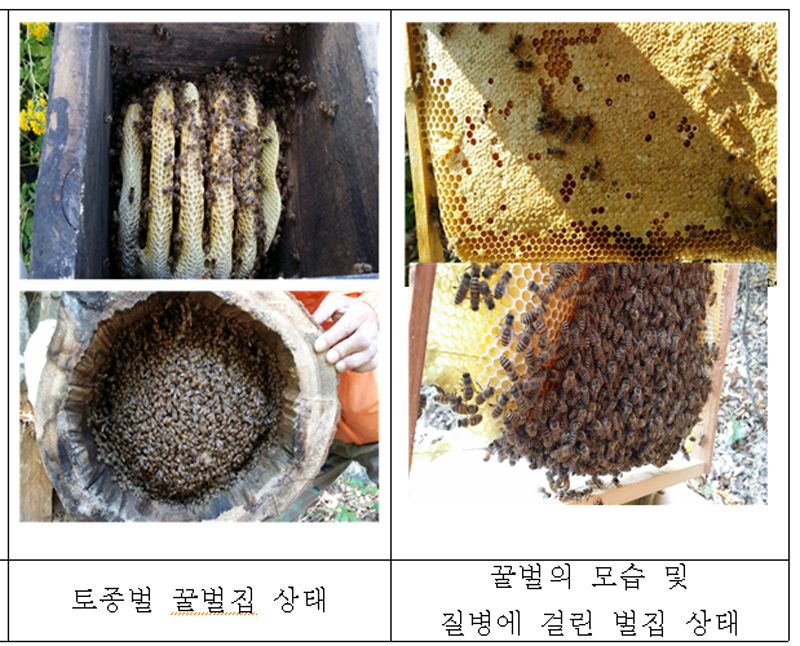 경기도는 월동철을 맞아 도내 양봉농가들에게 낭충봉아부패병 및 부저병 등 꿀벌 질병에 주의해달라고 당부했다. (왼쪽부터)토종벌 꿀벌집, 질병 걸린 벌집.  