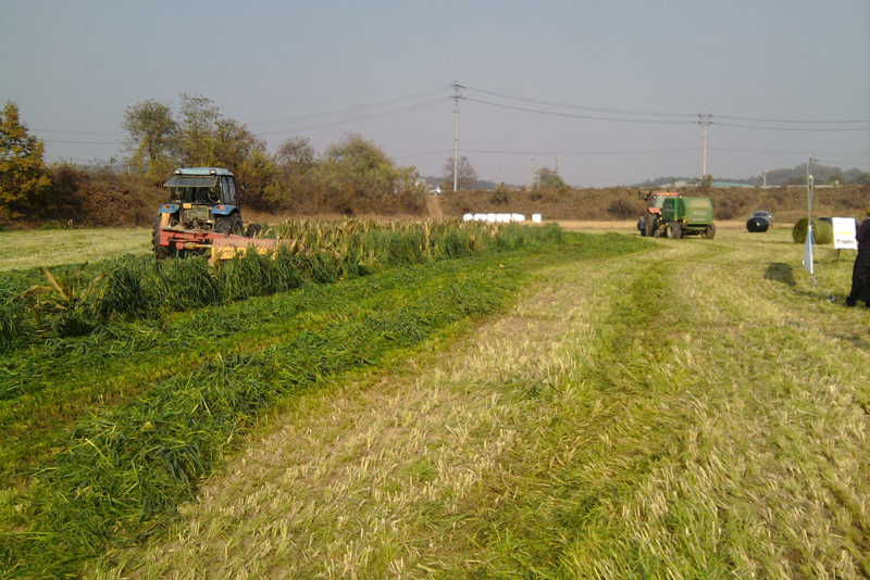 경기도농업기술원이 올해 사료용 귀리와 옥수수, 이탈리안 라이그래스(IRG, Italian ryegrass) 혼파 재배 수확에 성공하면서 1년에 사료작물 3회 생산하는 기술을 확립했다. 사료작물 수확 모습.