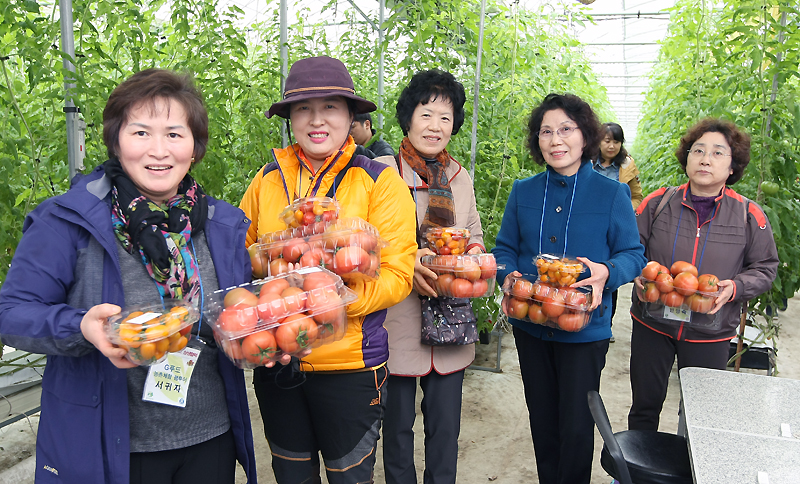 닥터토마토 농장(김포시 고천읍 풍곡리)에서 토마토를 수확한 참가자들.