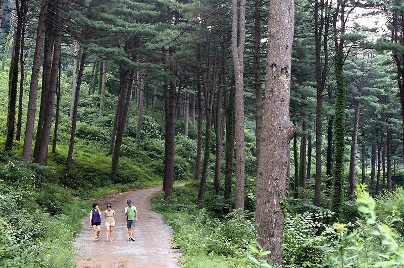 경기도보건환경연구원은 올 한 해 동안 여주 황학산수목원 주변 산림휴양공간을 대상으로 임상별 피톤치드 평균 농도를 측정한 결과, 7월이 가장 피톤치드가 많이 나오는 시기인 것으로 조사됐다고 10일 밝혔다. 자료사진.