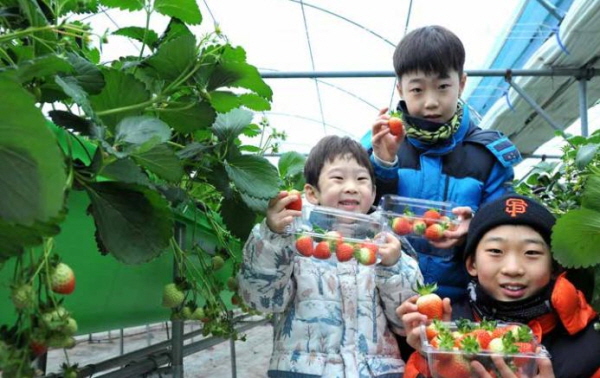 추운 겨울이지만 지 씨의 딸기농장엔 싱그러운 딸기 향이 가득하다. 