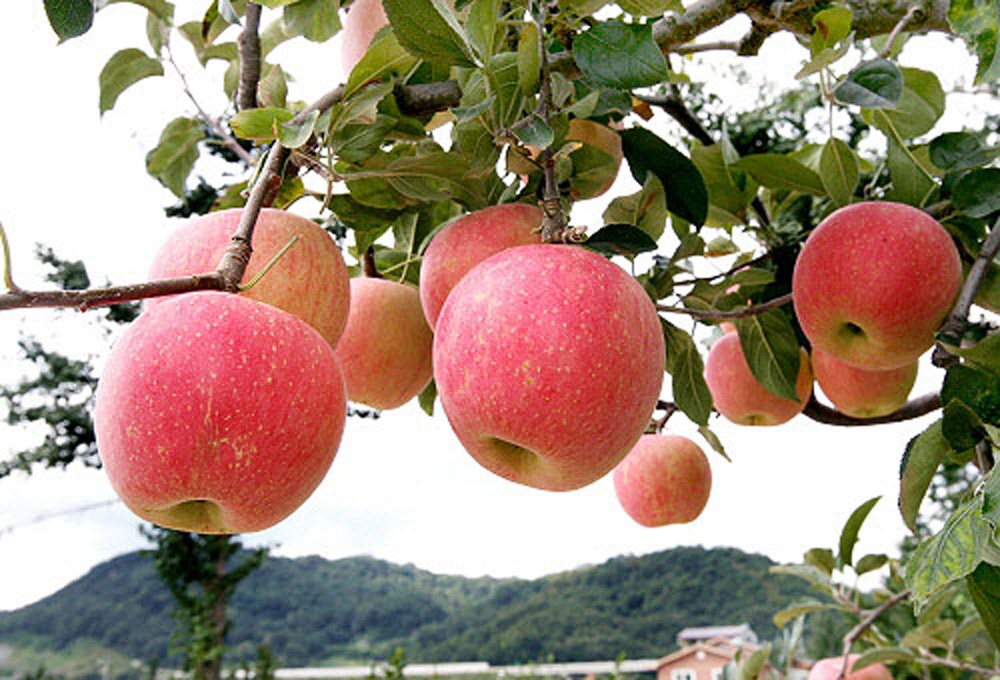 수도권 도시가구의 국산 과일류 소비가 가장 많은 과일은 사과이고 다음으로는 감귤, 포도, 복숭아, 감, 배 순서인 것으로 조사됐다.
