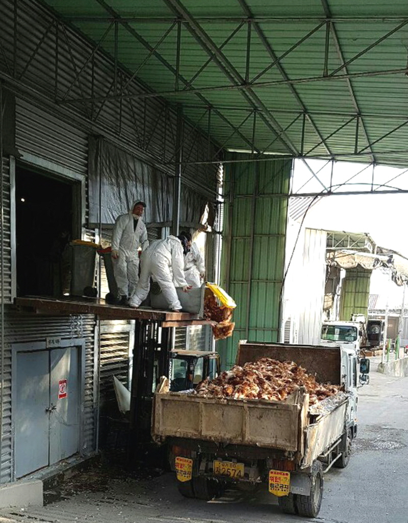 살처분한 닭들을 리어카에서 차량으로 옮기고 있다.