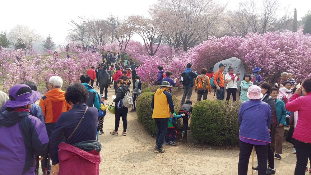 진달래축제를 찾은 경기도민들