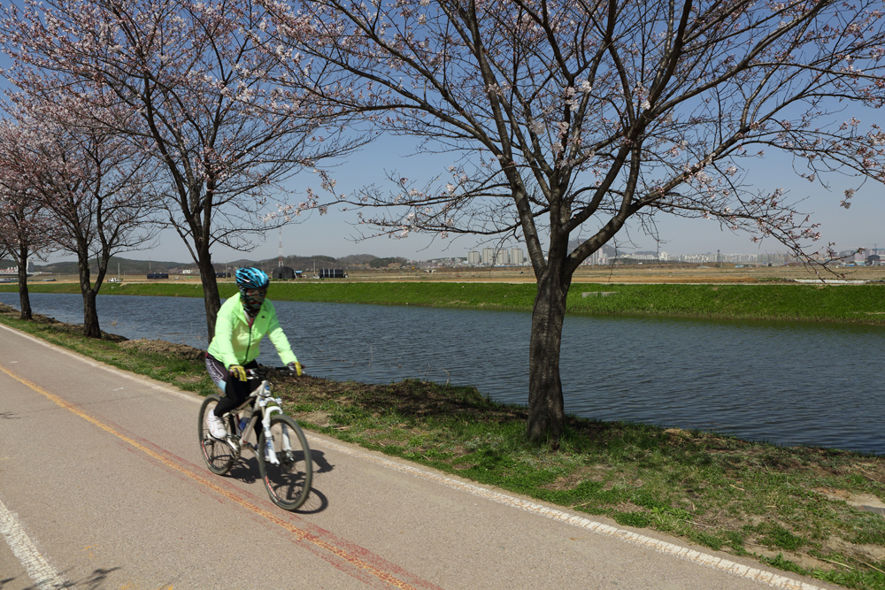 시흥의 ‘그린웨이 자전거길’은 물왕저수지에서 연꽃 테마파크와 관곡지를 지나 갯골생태공원까지 이어지는 7.5km 내내 시흥의 생태관광 명소를 두루 감상할 수 있다.