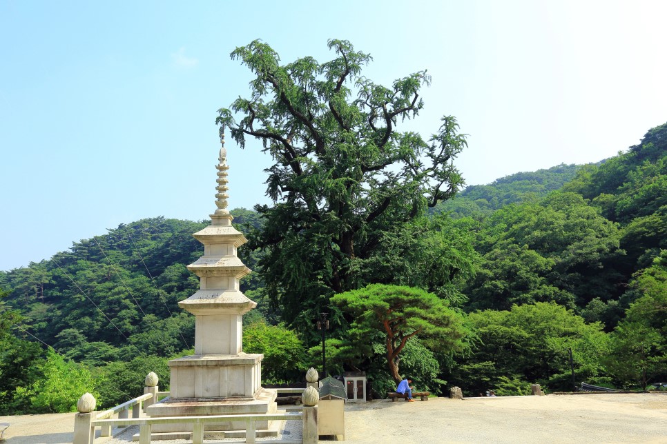 경기도 시원한 계곡 양평 용문산 용문사 계곡