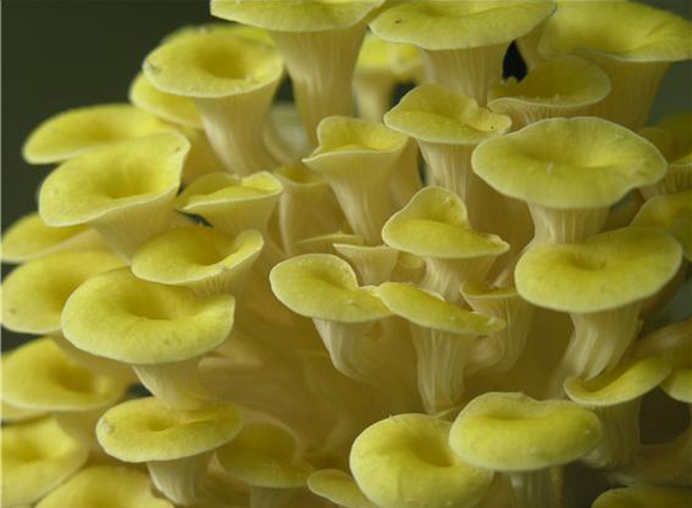 경기도농업기술원 버섯연구소가 자체 개발한 노랑느타리버섯 품종인 ‘순정’.