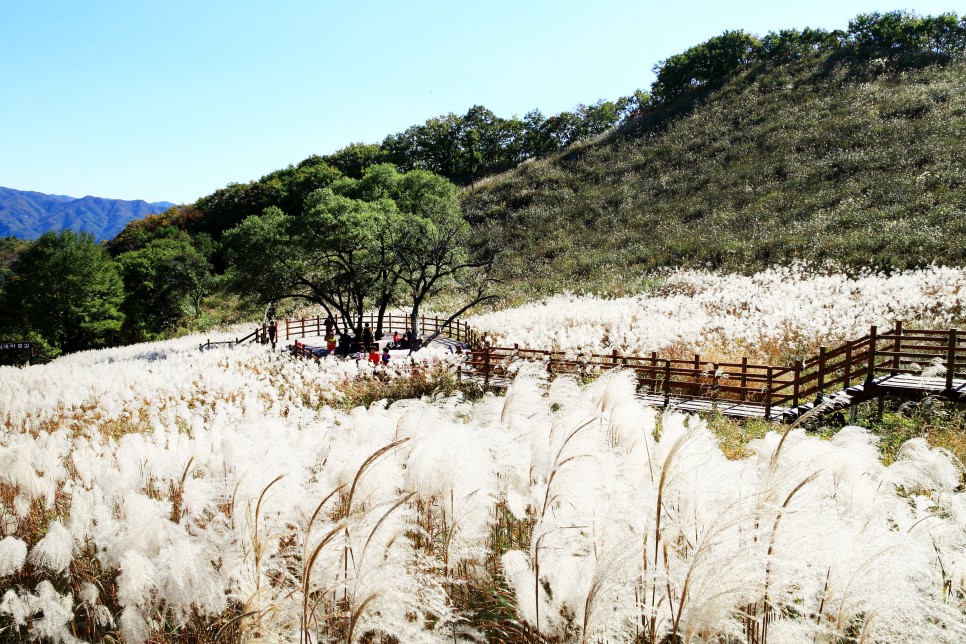 포천 명성산 산행기 : : 경기도뉴스포털 가을이면 꼭 가봐야 할 경기도 대표 억새 군락지! 포천 명성산 산행기