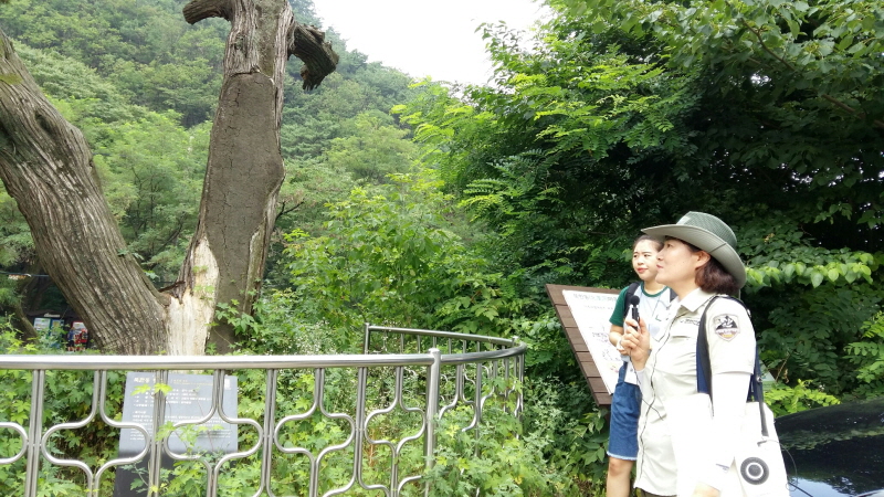 북한산 국립공원의 숲 해설가가 향나무에 대해 설명하고 있다.