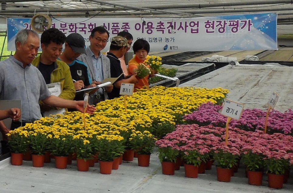경기도농업기술원은 6일 용인 남사면에서 도에서 개발한 분화국화 신품종에 대한 농가현장 품평회를 개최했다.