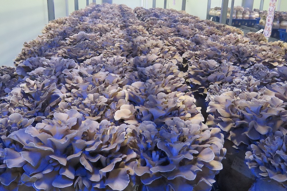경기도농업기술원 버섯연구소는 지난 14일 경기 최초 육성 잎새버섯 신품종 ‘대박’에 대한 농가실증 현장평가회를 개최했다.