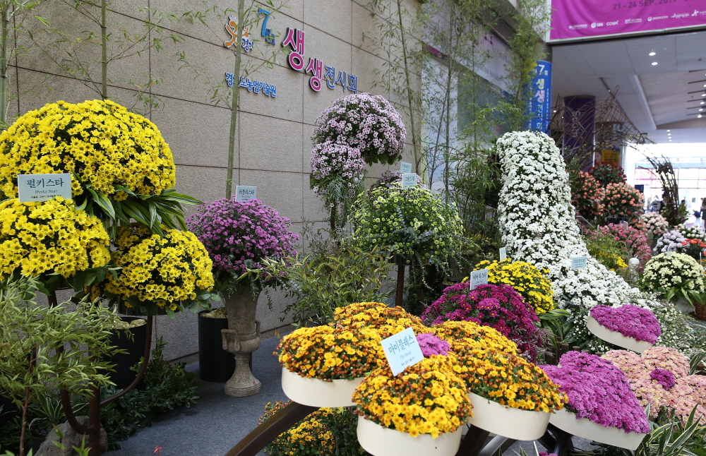 경기도농업기술원은 오는 11일부터 14일까지 서울역에서 자체 육성한 장미와 국화 신품종을 소개하는 ‘제8회 장미·국화 생생전시회’를 개최한다.