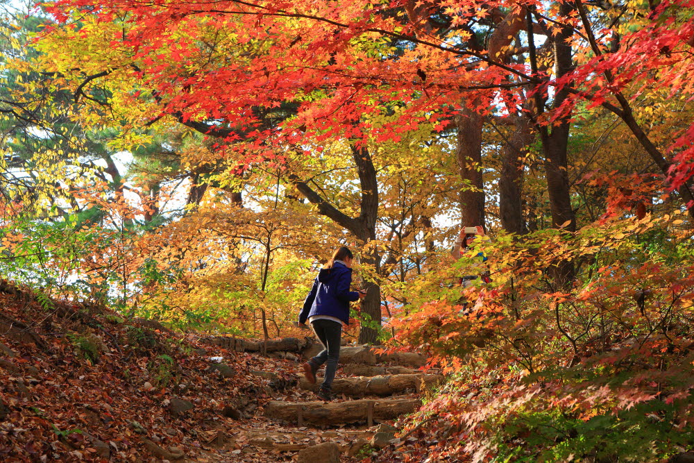 광주 남한산성은 아름다운 풍경과 화려한 단풍이 어우러지고, 등산로와 성곽이 잘 보존돼 가을 산행을 즐기기 알맞다.