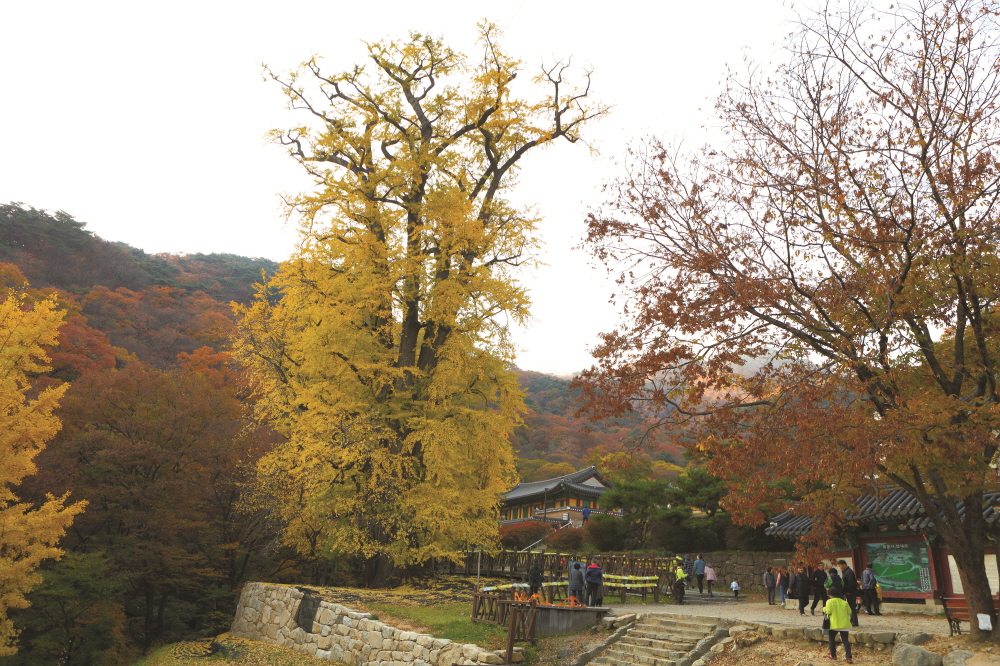 가을이 머무는 숲길을 걸어 경내에 접어들면 웅장한 크기의 용문사 은행나무를 만날 수 있다.