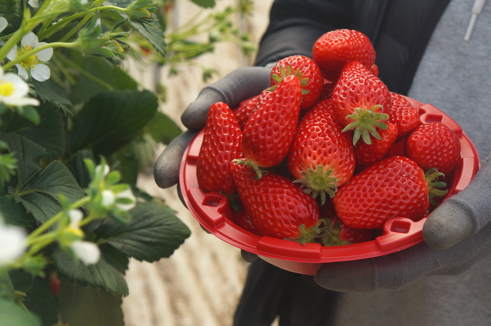 소비자에게 당일 수확한 싱싱한 딸기를 합리적인 가격에 공급하는 것이 양주 딸기의 가장 큰 장점이다.