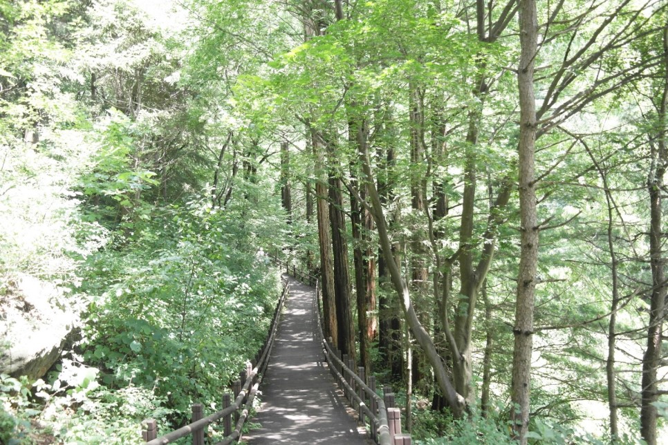 청량한 숲길을 거닐다! 청계산 맑은숲공원