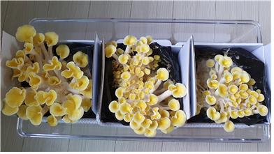 노란색을 띠기 시작한 노랑느타리버섯 