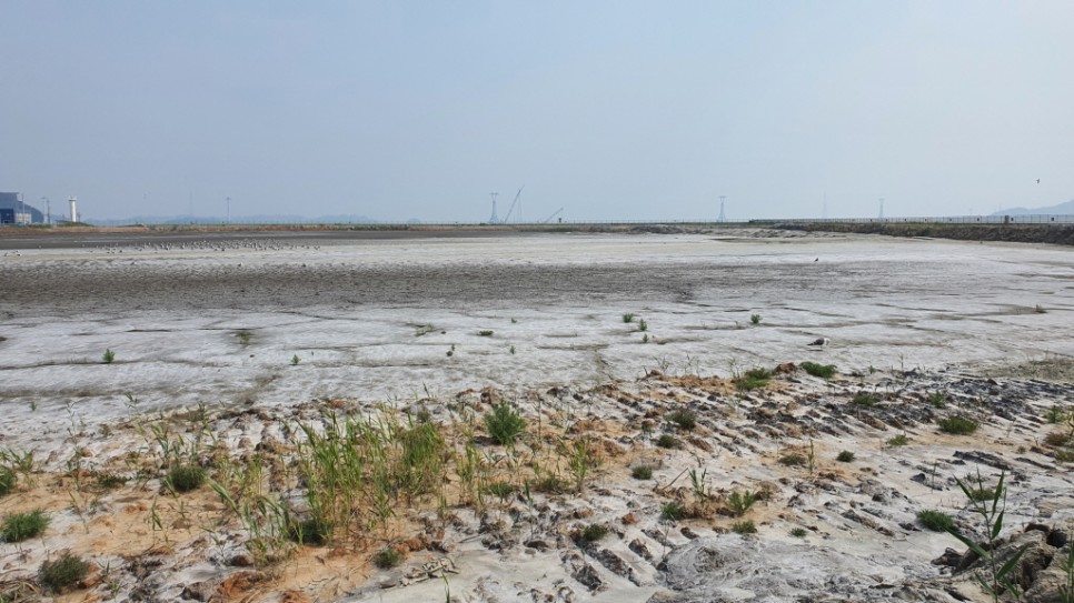 간척사업으로 더 이상 바닷물이 들어오지 않는 땅은 하얀 소금기가 가득하다. 