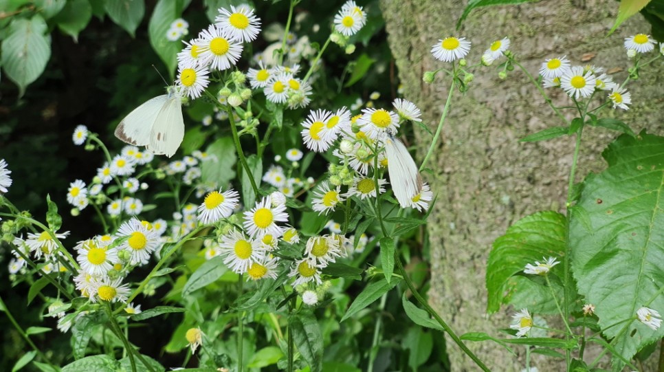 꽃에 붙어 있는 배추흰나비 두 마리