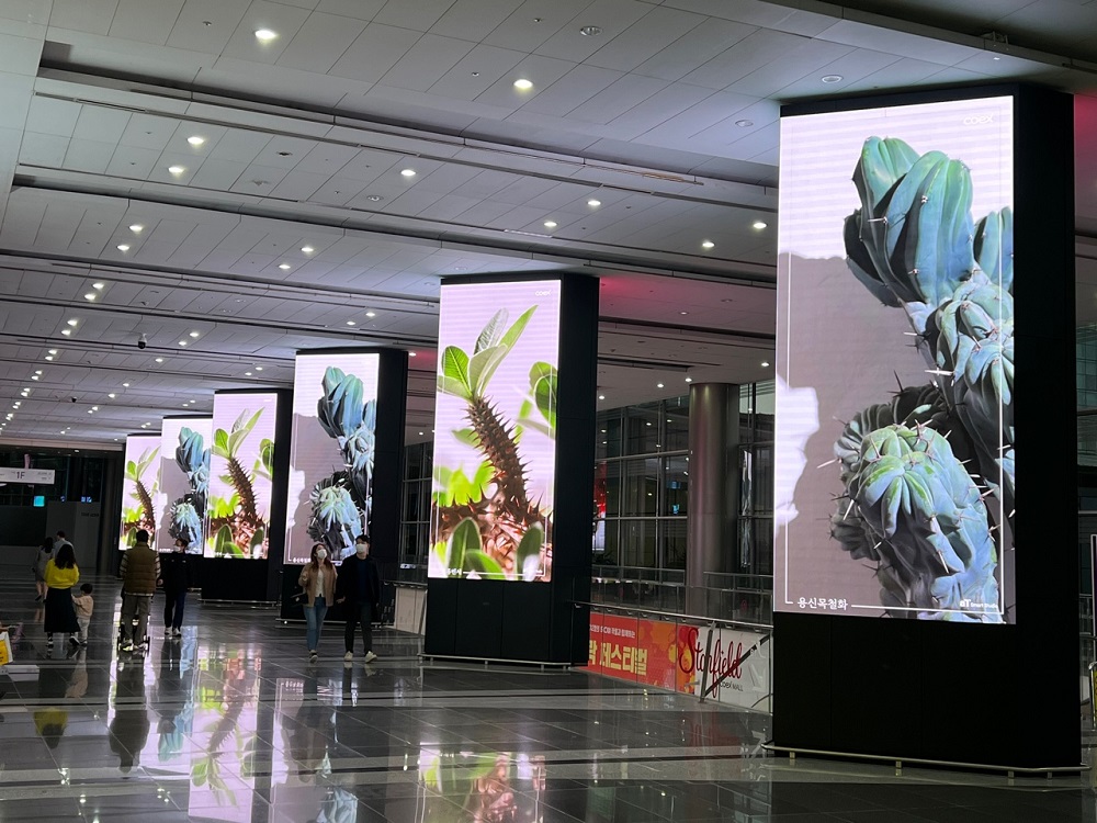 코엑스 엑스페이스(XPACE) 대형 전광판을 통해  소개하는 선인장 다육식물 영상 자료 사진.