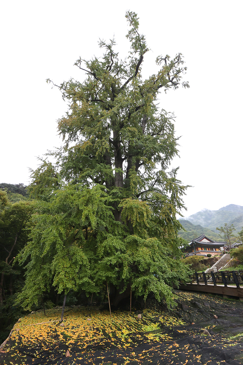 양평 용문사 은행나무는 수령이 무려 1,100년으로 추정되는 은행나무로 천연기념물 제30호로 지정되어 있다.