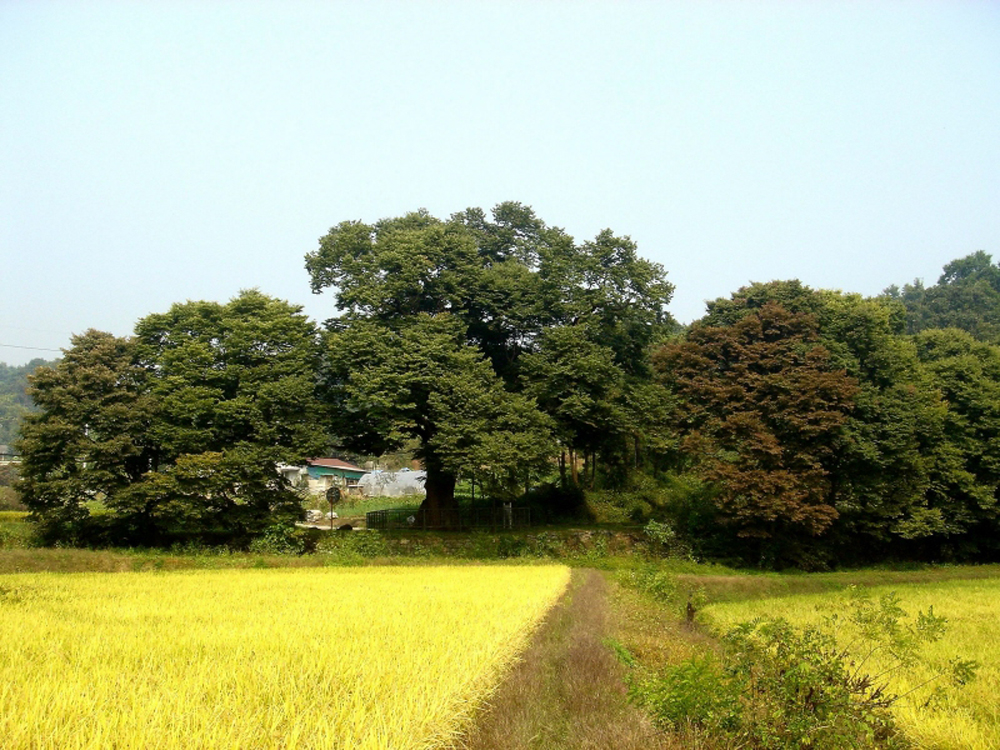 천연기념물 제278호인 양주 황방리 느티나무는 마을의 상징적인 의미로 심겨진 정자나무다. 현재는 마을 사람들의 정자목 역할도 해내고 있다. 