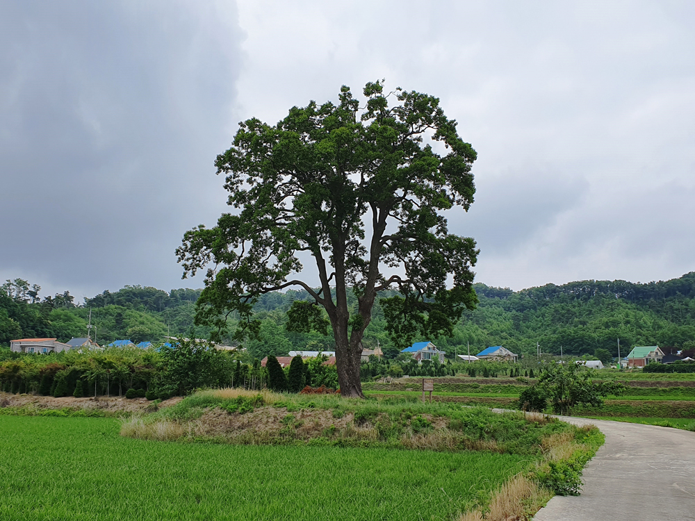 포천 초과리 오리나무는 수령이 230년 이상으로 추정되는데, 수형과 생육 상태, 민속사적 가치를 인정받아 비교적 최근인 2019년에 천연기념물로 지정됐다.
