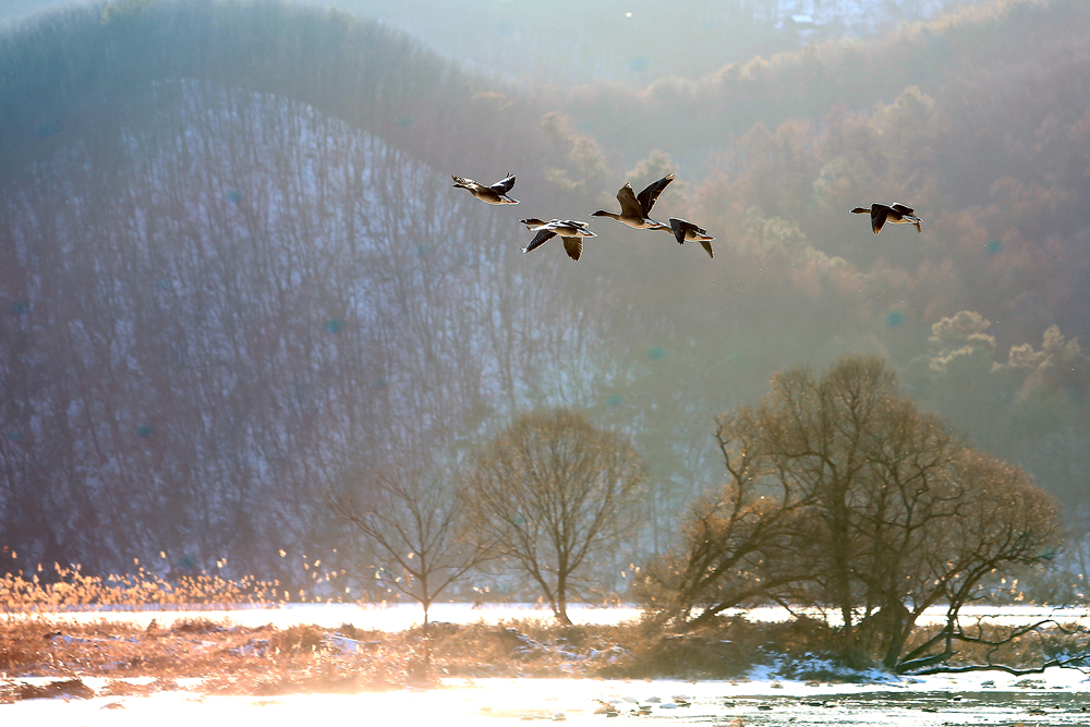 겨울은 추위와 함께 철새가 찾아오는 계절이다.