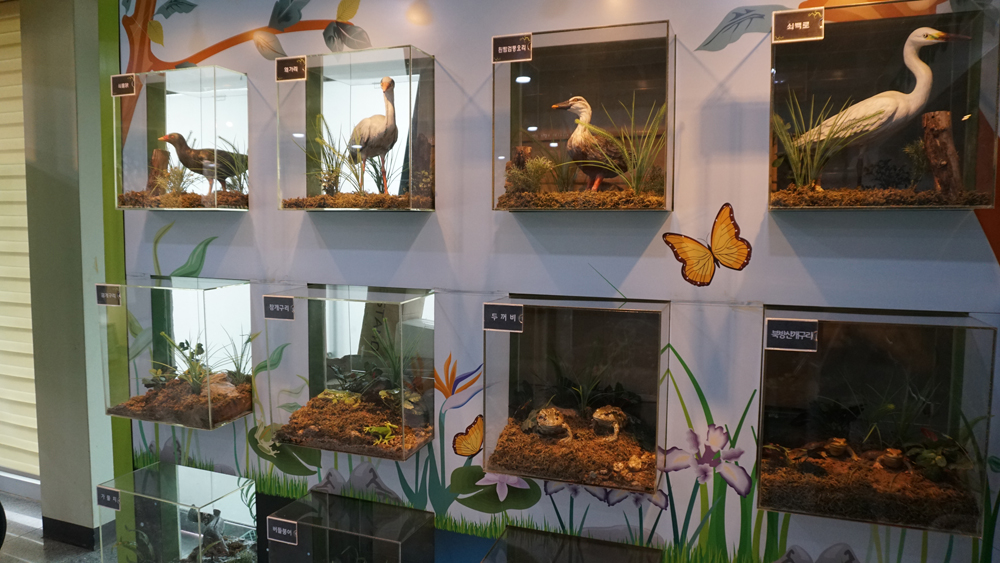 안터교육센터에 전시되어 있는 생물들의 표본.