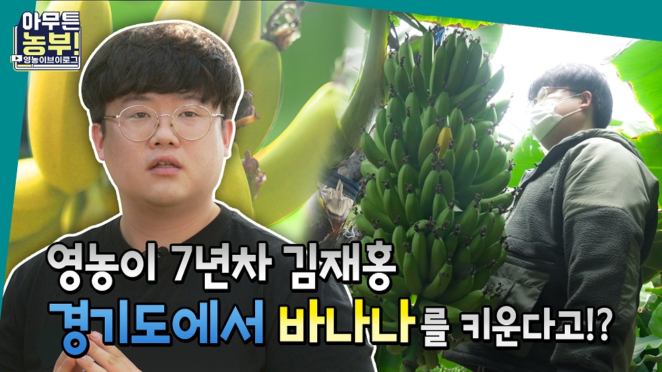 안성에서 바나나를 생산하는 다릿골농원 김재홍 씨.