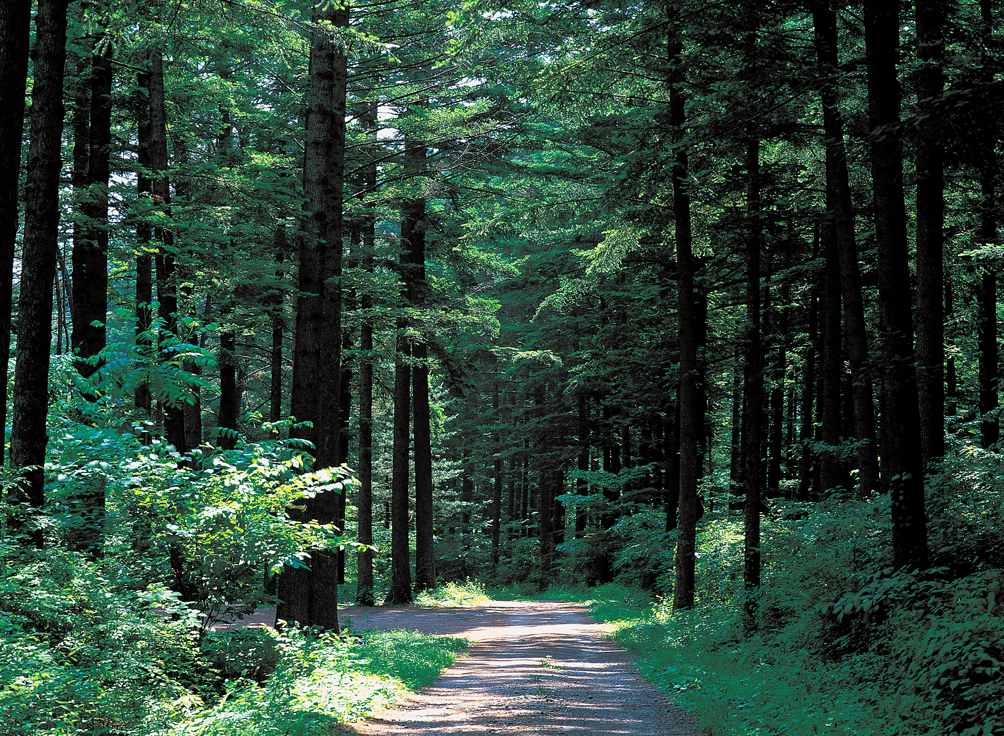 경기도는 올해부터 오는 2026년까지 ‘광릉숲 생물권보전지역 관리계획’을 추진한다.