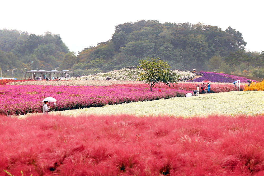 천일홍 축제 기간에는 거대한 규모의 천일홍 군락지를 볼 수 있으며 천일홍 외에도 핑크뮬리나 댑싸리, 가우라, 칸나 등 50여 종의 꽃들이 심어져 있다.