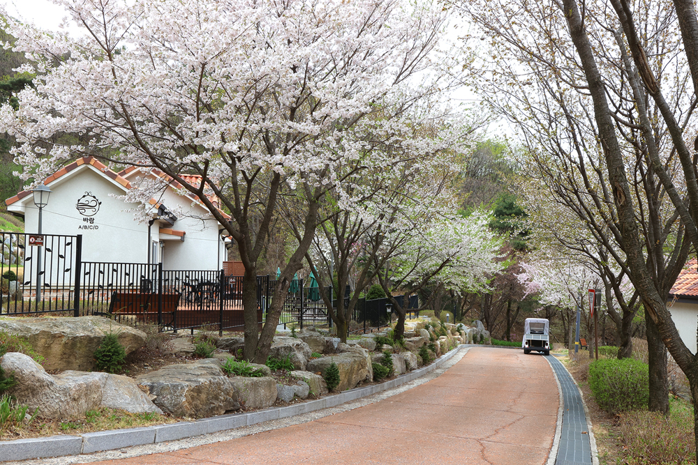 벚꽃이 피어있는 쉬자파크 내 산책로의 모습. 