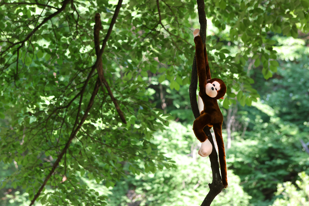 용오름바위를 관찰할 수 있는 데크 앞에 매달려있는 원숭이 한 마리.