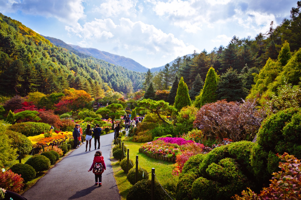 아침고요수목원은 20여개의 실외 정원과 실내 시설, 약 5,000여 종의 꽃과 나무 200만 본이 어우러져 사계절 내내 다채로운 한국의 자연을 감상할 수 있다.