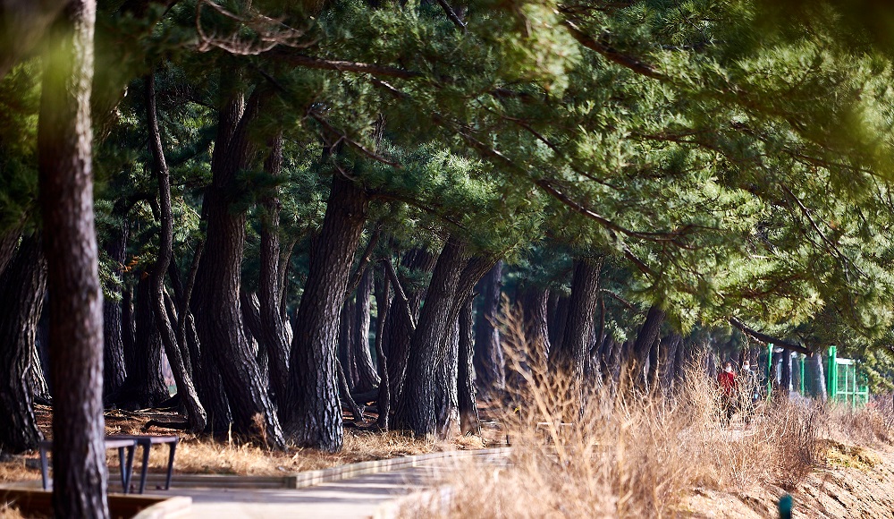 궁평 해변에는 100년이 넘게 자란 ‘곰솔’(해송:海松)들이 숲을 이루고 있다. 