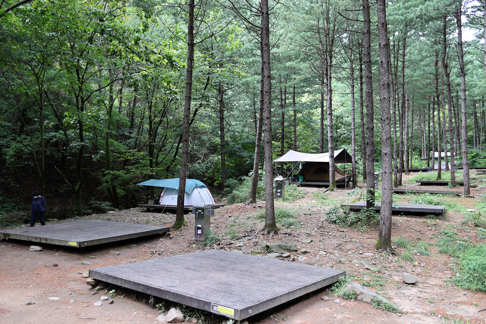 호명산 잣나무 숲속 캠핑장은 ‘백패커들을 위한 캠핑장’으로 숲속에서 힐링하기 적합한 장소다. 자료사진.